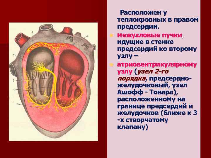 Расположен у теплокровных в правом предсердии. n межузловые пучки, идущие в стенке предсердий ко