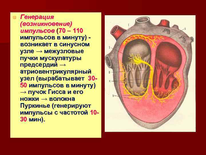n Генерация (возникновение) импульсов (70 – 110 импульсов в минуту) возникает в синусном узле