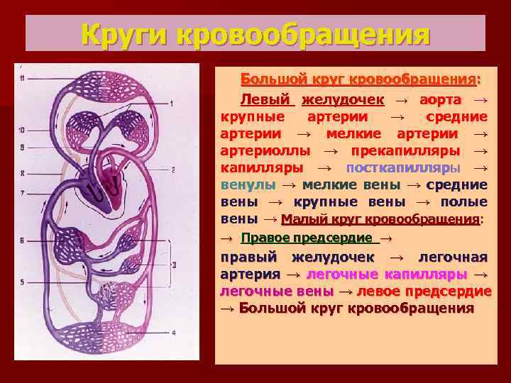 Круги кровообращения Большой круг кровообращения: Левый желудочек → аорта → крупные артерии → средние