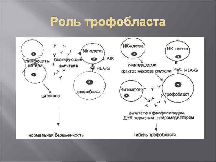 Иммунология репродукции презентация