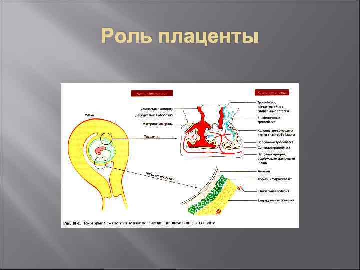 Роль плаценты 