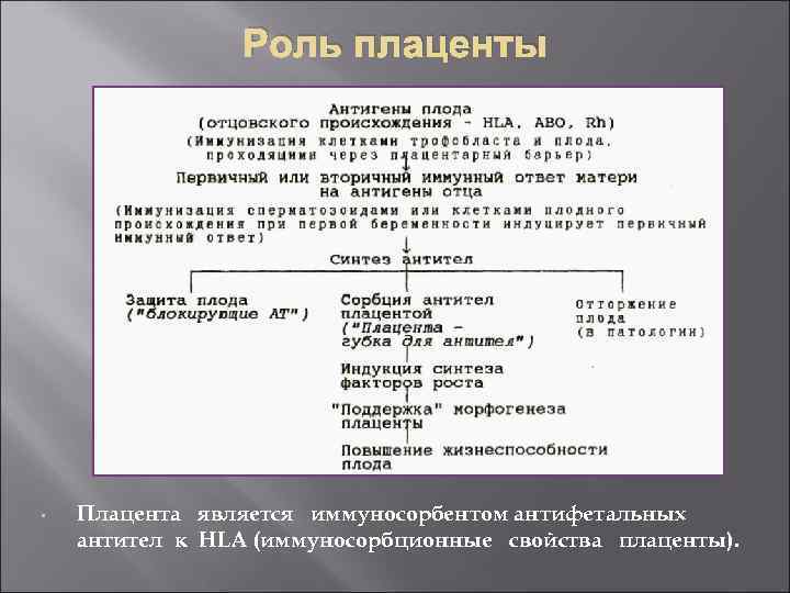 Роль плаценты • Плацента является иммуносорбентом антифетальных антител к HLA (иммуносорбционные свойства плаценты). 