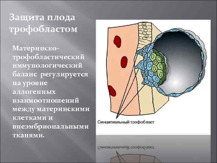 Защита плода трофобластом Материнскотрофобластический иммунологический баланс регулируется на уровне аллогенных взаимоотношений между материнскими клетками