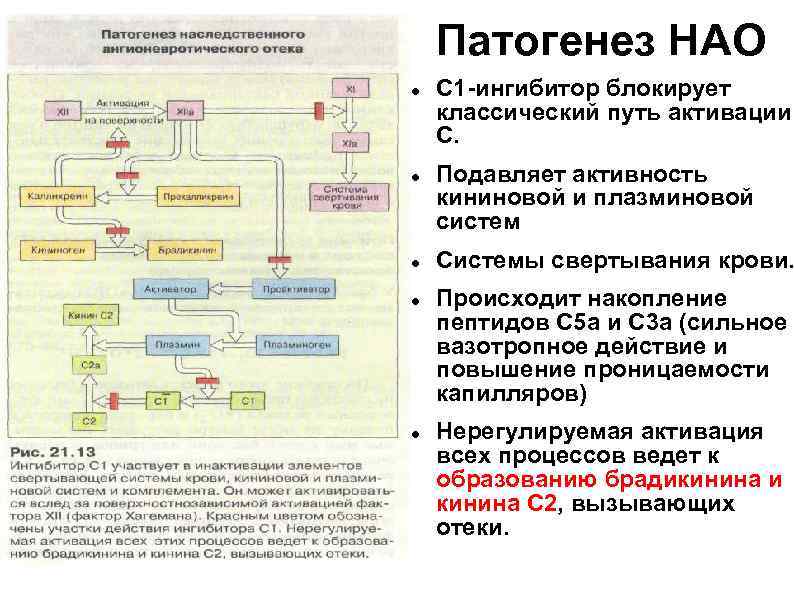 Патогенез НАО С 1 -ингибитор блокирует классический путь активации С. Подавляет активность кининовой и