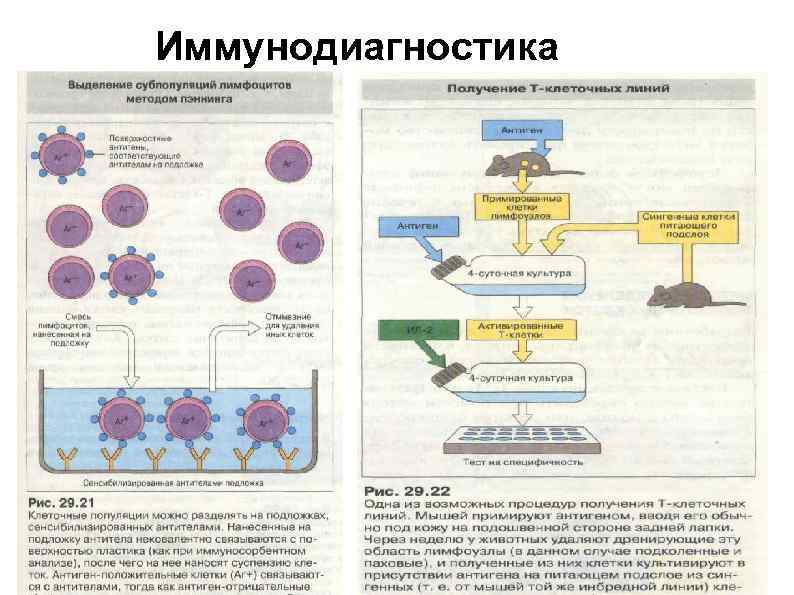 Иммунодиагностика 