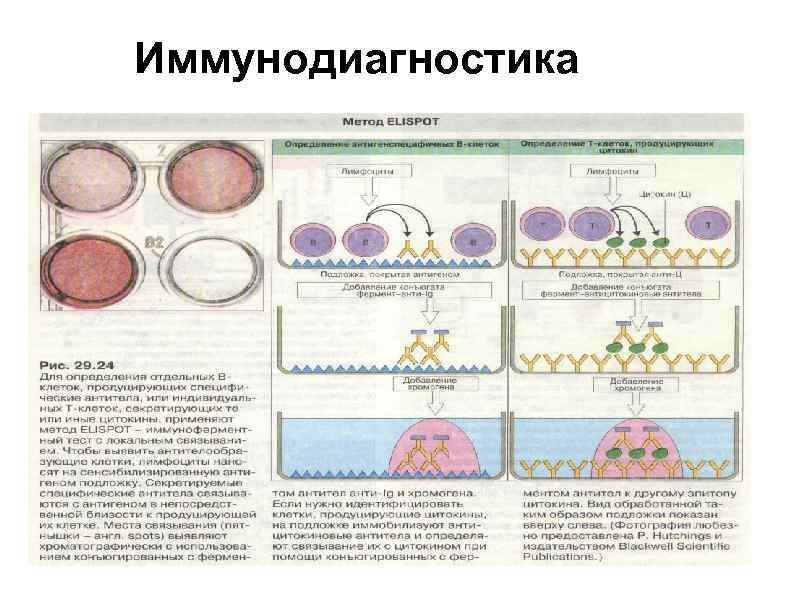 Иммунодиагностика 