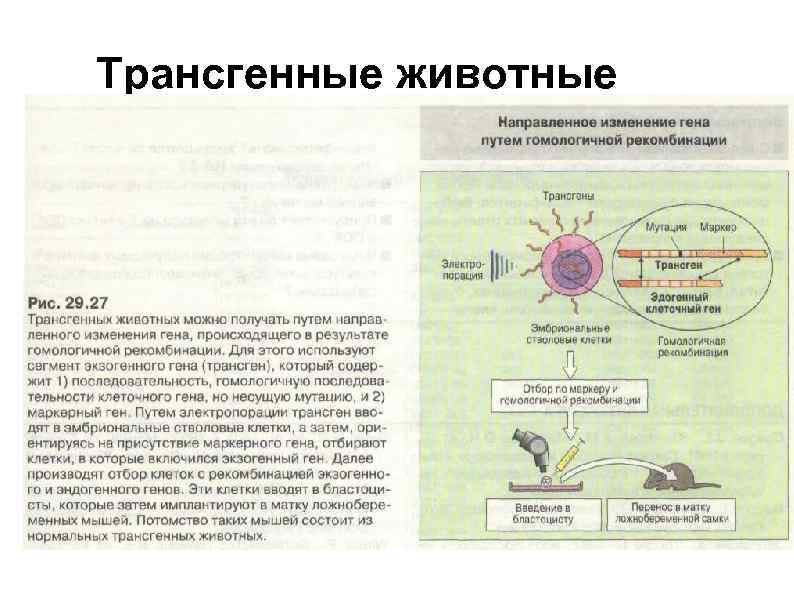 Трансгенные животные 