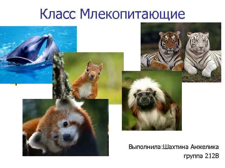 Класс Млекопитающие Выполнила: Шахтина Анжелика группа 212 В 