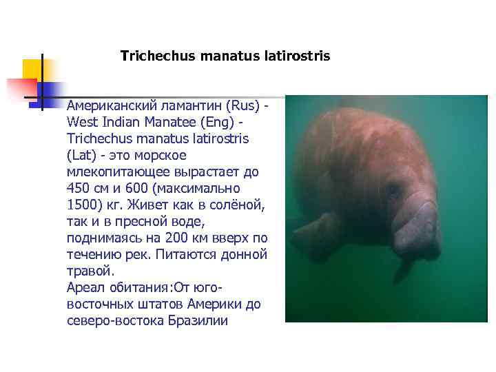 Trichechus manatus latirostris Американский ламантин (Rus) - West Indian Manatee (Eng) - Trichechus manatus