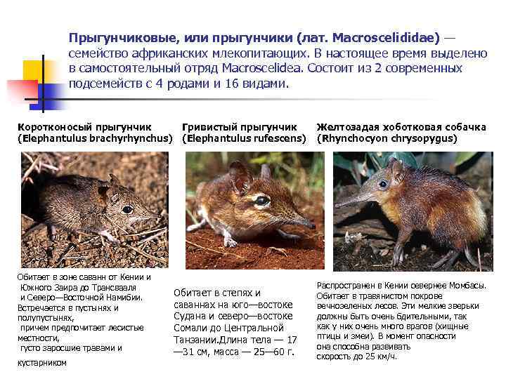 Прыгунчиковые, или прыгунчики (лат. Macroscelididae) — семейство африканских млекопитающих. В настоящее время выделено в