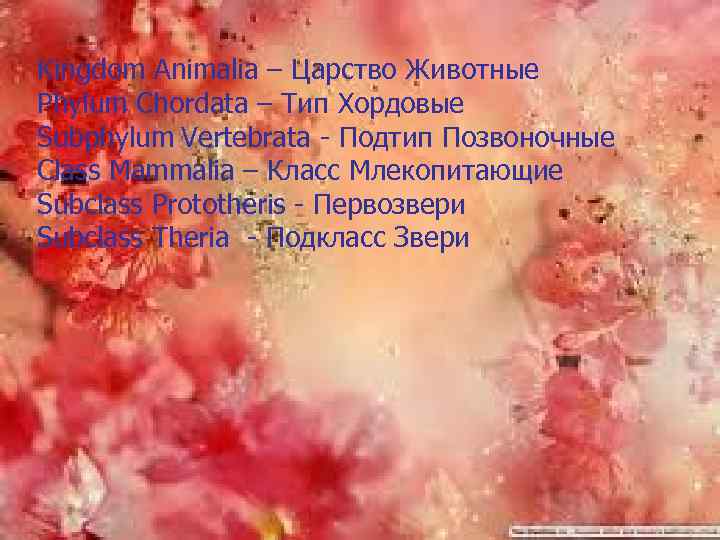 Kingdom Animalia – Царство Животные Phylum Chordata – Тип Хордовые Subphylum Vertebrata - Подтип