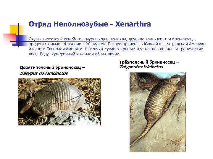 Отряд Неполнозубые - Xenarthra Сюда относится 4 семейства: муравьеды, ленивцы, двупалоленивцевые и броненосцы, представленные