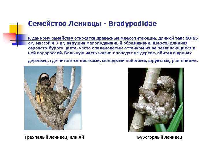 Семейство Ленивцы - Bradypodidae К данному семейству относятся древесные млекопитающие, длиной тела 50 -65