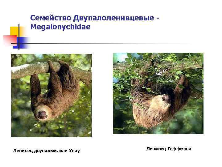Семейство Двупалоленивцевые - Megalonychidae Ленивец двупалый, или Унау Ленивец Гоффмана 