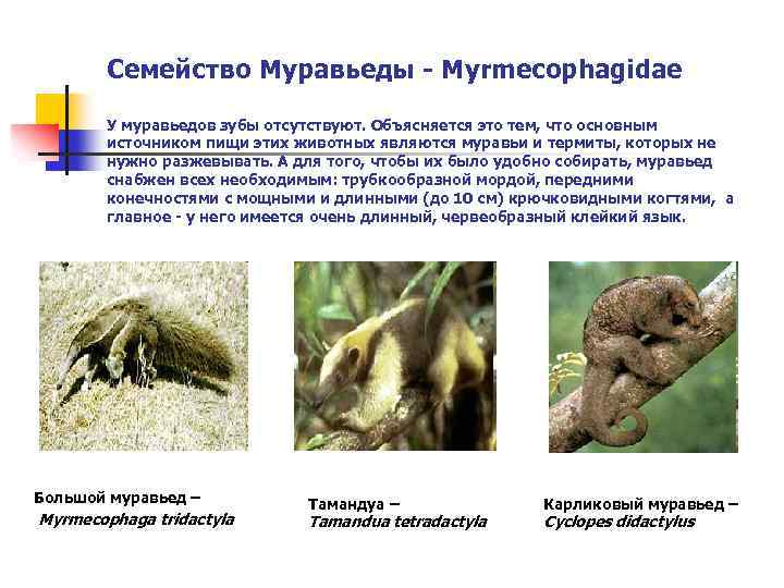 Семейство Муравьеды - Myrmecophagidae У муравьедов зубы отсутствуют. Объясняется это тем, что основным источником
