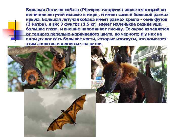 Большая Летучая собака (Pteropus vampyrus) является второй по величине летучей мышью в мире ,