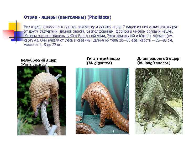 Отряд - ящеры (панголины) (Pholidota) Все ящеры относятся к одному семейству и одному роду;