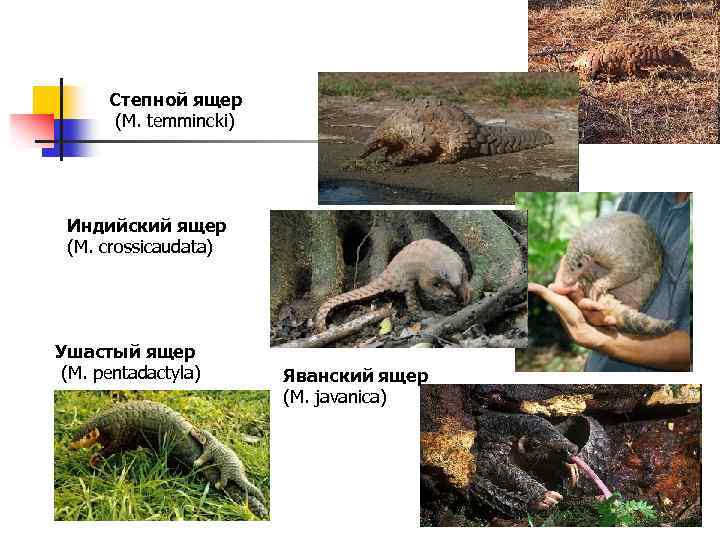 Степной ящер (М. temmincki) Индийский ящер (М. crossicaudata) Ушастый ящер (М. pentadactyla) Яванский ящер