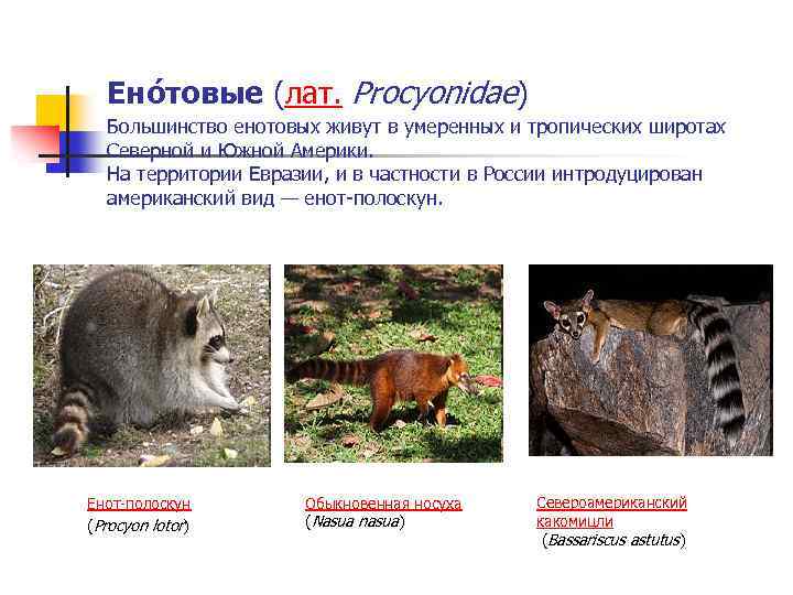 Ено товые (лат. Procyonidae) Большинство енотовых живут в умеренных и тропических широтах Северной и