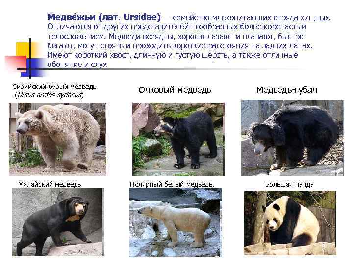 Медве жьи (лат. Ursidae) — семейство млекопитающих отряда хищных. Отличаются от других представителей псообразных