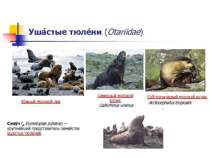 Уша стые тюле ни (Otariidae) Южный морской лев Сиву ч (. Eumetopias jubatus) —