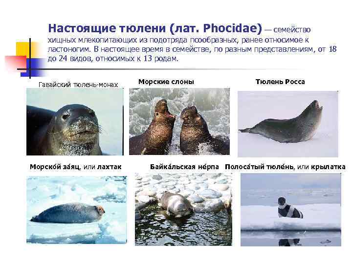 Настоящие тюлени (лат. Phocidae) — семейство хищных млекопитающих из подотряда псообразных, ранее относимое к