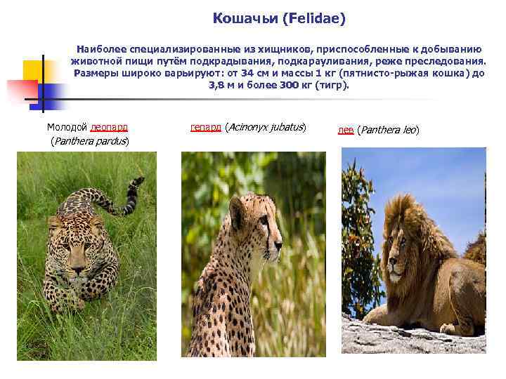 Кошачьи (Felidae) Наиболее специализированные из хищников, приспособленные к добыванию животной пищи путём подкрадывания, подкарауливания,
