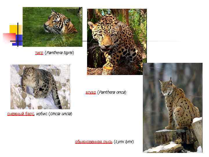 тигр (Panthera tigris) ягуар (Panthera onca) снежный барс, ирбис (Uncia uncia) обыкновенная рысь (Lynx
