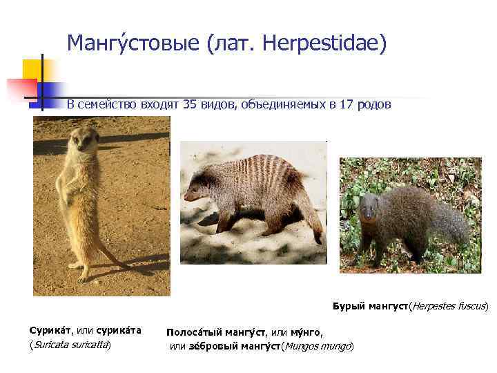 Мангу стовые (лат. Herpestidae) В семейство входят 35 видов, объединяемых в 17 родов Бурый