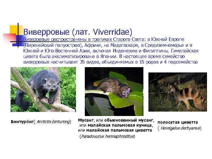 Виверровые (лат. Viverridae) Виверровые распространены в тропиках Старого Света: в Южной Европе (Пиренейский полуостров),