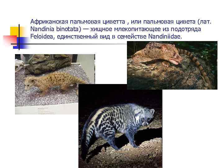 Африканская пальмовая циветта , или пальмовая цивета (лат. Nandinia binotata) — хищное млекопитающее из