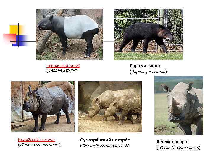 Чепрачный тапир (Tapirus indicus) Индийский носорог (Rhinoceros unicornis ) Горный тапир (Tapirus pinchaque) Суматра
