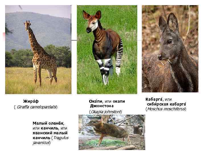  Жира ф ( Giraffa camelopardalis) Малый оленёк, или канчиль, или яванский малый канчиль