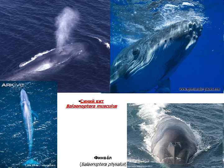  • Синий кит Balaenoptera musculus Финва л (Balaenoptera physalus) 