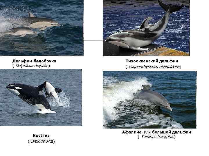 Дельфин-белобочка ( Delphinus delphis ) Коса тка ( Orcinus orca) Тихоокеанский дельфин ( Lagenorhynchus