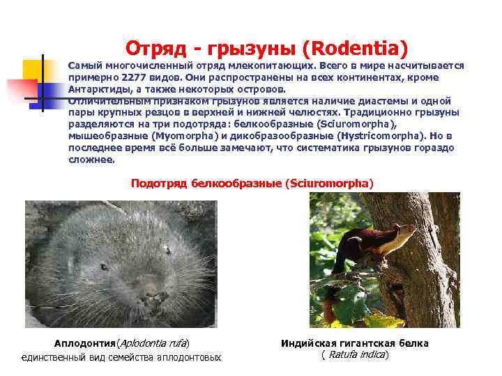 Презентация по биологии 7 класс отряды млекопитающих