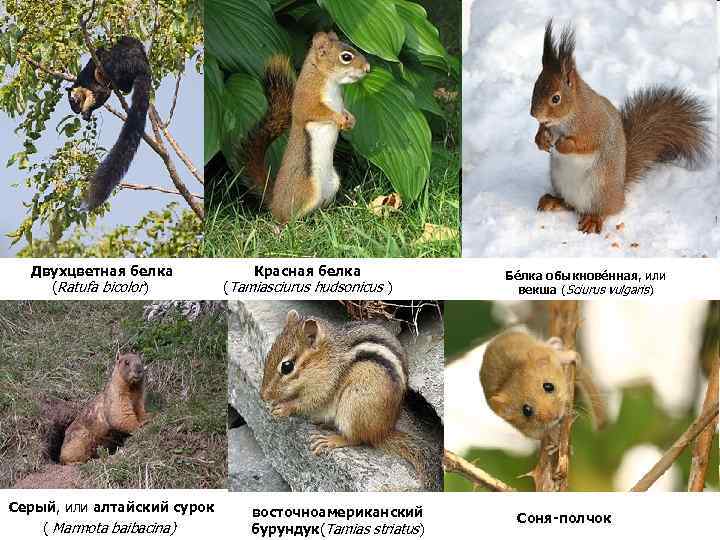 Двухцветная белка (Ratufa bicolor) Серый, или алтайский сурок ( Marmota baibacina) Красная белка (Tamiasciurus