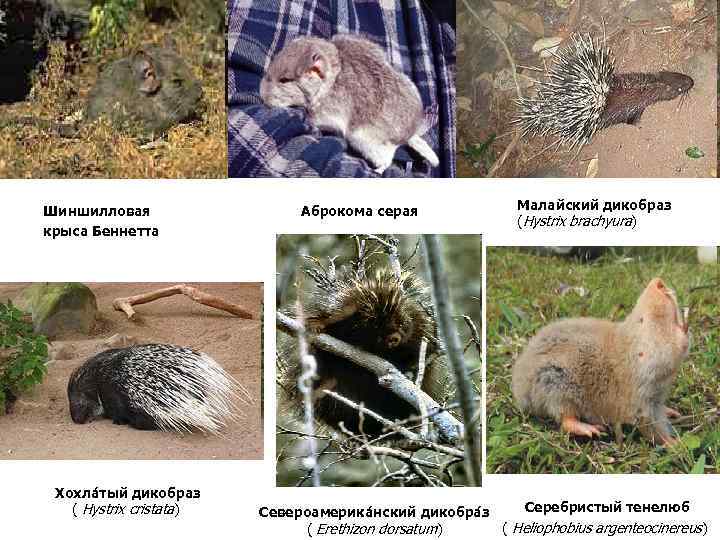 Шиншилловая крыса Беннетта Хохла тый дикобраз ( Hystrix cristata) Аброкома серая Малайский дикобраз (Hystrix