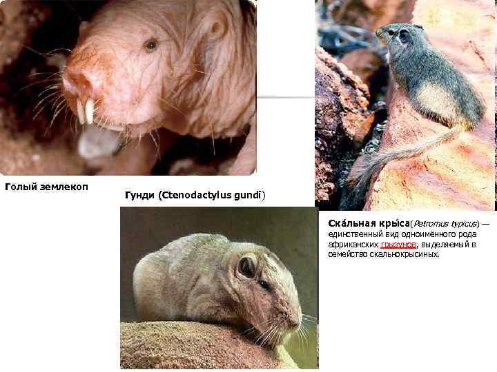 Голый землекоп Гунди (Ctenodactylus gundi) Ска льная кры са(Petromus typicus) — единственный вид одноимённого
