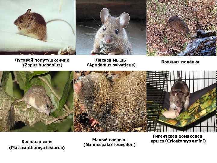 Луговой полутушканчик (Zapus hudsonius) Колючая соня (Platacanthomys lasiurus) Лесная мышь (Apodemus sylvaticus) Малый слепыш