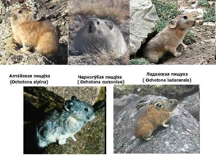 Алта йская пищу ха (Ochotona alpina) Черногу бая пищу ха ( Ochotona curzoniae) Ладакская