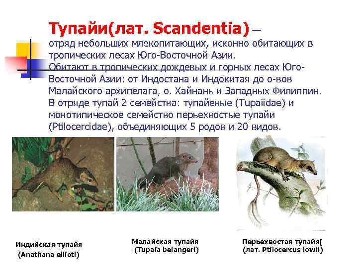 Тупайи(лат. Scandentia) — отряд небольших млекопитающих, исконно обитающих в тропических лесах Юго-Восточной Азии. Обитают
