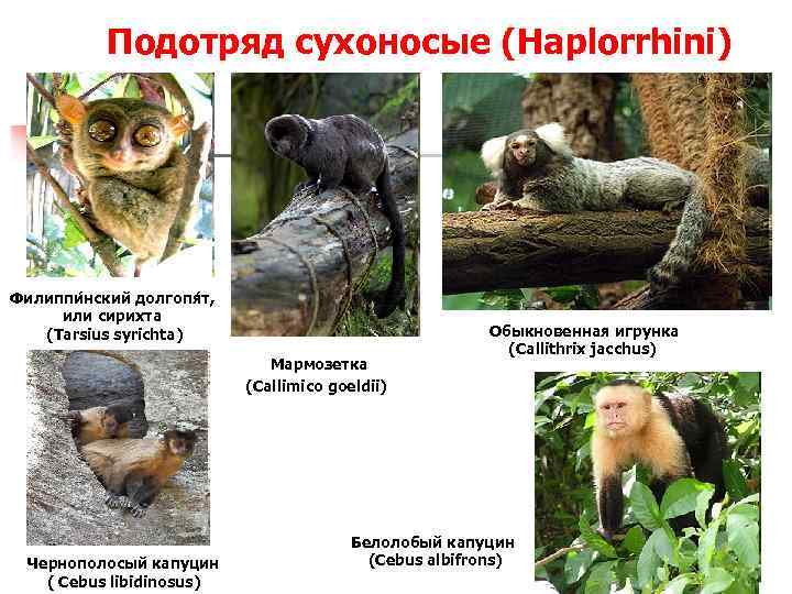Подотряд сухоносые (Haplorrhini) Филиппи нский долгопя т, или сирихта (Tarsius syrichta) Мармозетка (Callimico goeldii)