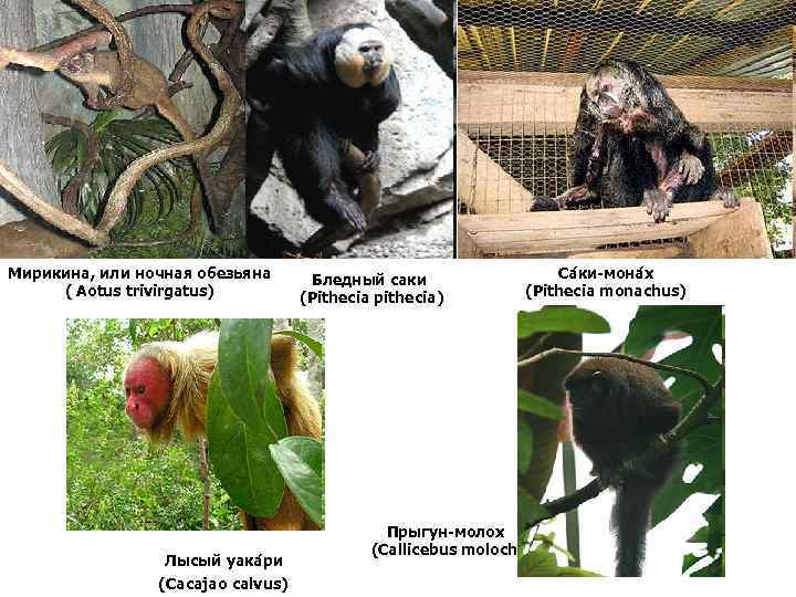 Мирикина, или ночная обезьяна ( Aotus trivirgatus) Лысый уака ри (Cacajao calvus) Бледный саки