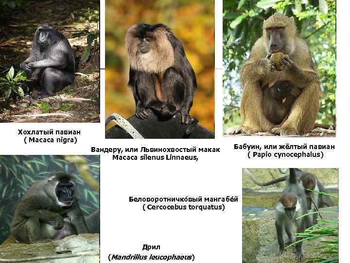 Хохлатый павиан ( Macaca nigra) Вандеру, или Львинохвостый макак Macaca silenus Linnaeus, Бабуин, или