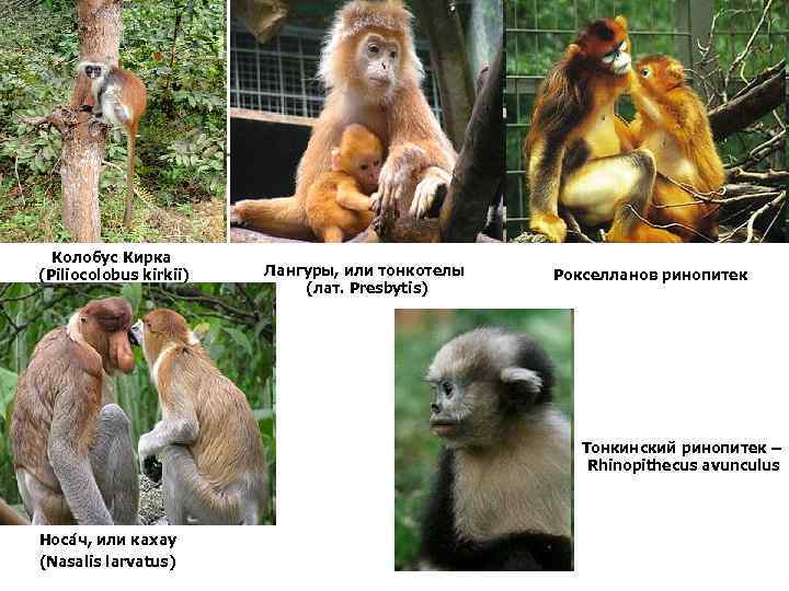 Колобус Кирка (Piliocolobus kirkii) Лангуры, или тонкотелы (лат. Presbytis) Рокселланов ринопитек Тонкинский ринопитек –