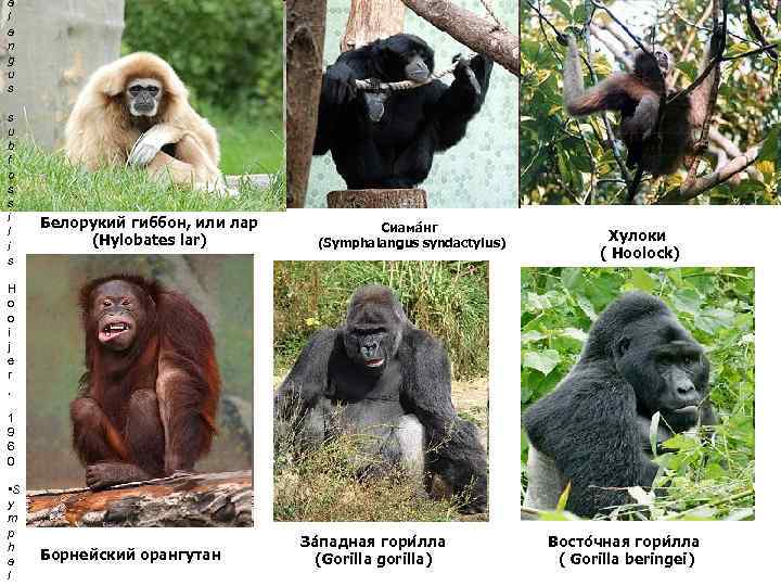 a l a n g u s s u b f o s s