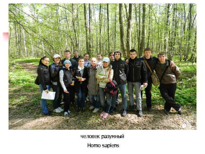 человек разумный Homo sapiens 
