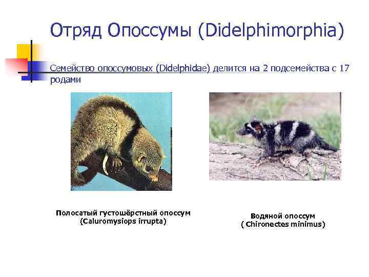 Отряд Опоссумы (Didelphimorphia) Семейство опоссумовых (Didelphidae) делится на 2 подсемейства с 17 родами Полосатый