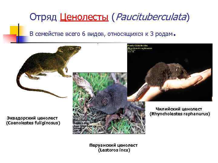 Чилийский ценолест - 6244352